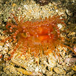  Limaria fragilis